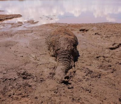 В заповеднике Нанапа, что на севере Кении, слон по самую макушку увяз в грязевой трясине на краю дамбы.